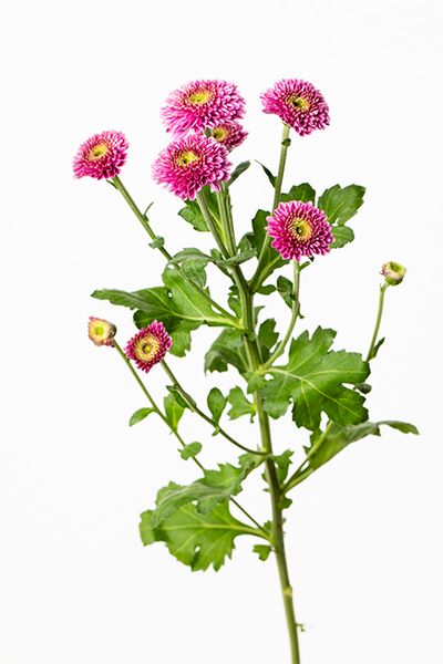 マム‘ドリア’。大輪に近いサイズ感で、伝統的な「菊らしさ」を残す品種。堂々とした咲き姿でリース全体の表情を豊かに。