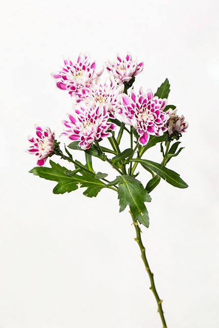 キク’デセオ’（スプレーマム）。枝先に小輪の花がいくつも咲き広がり、リースに軽やかさを添えています。