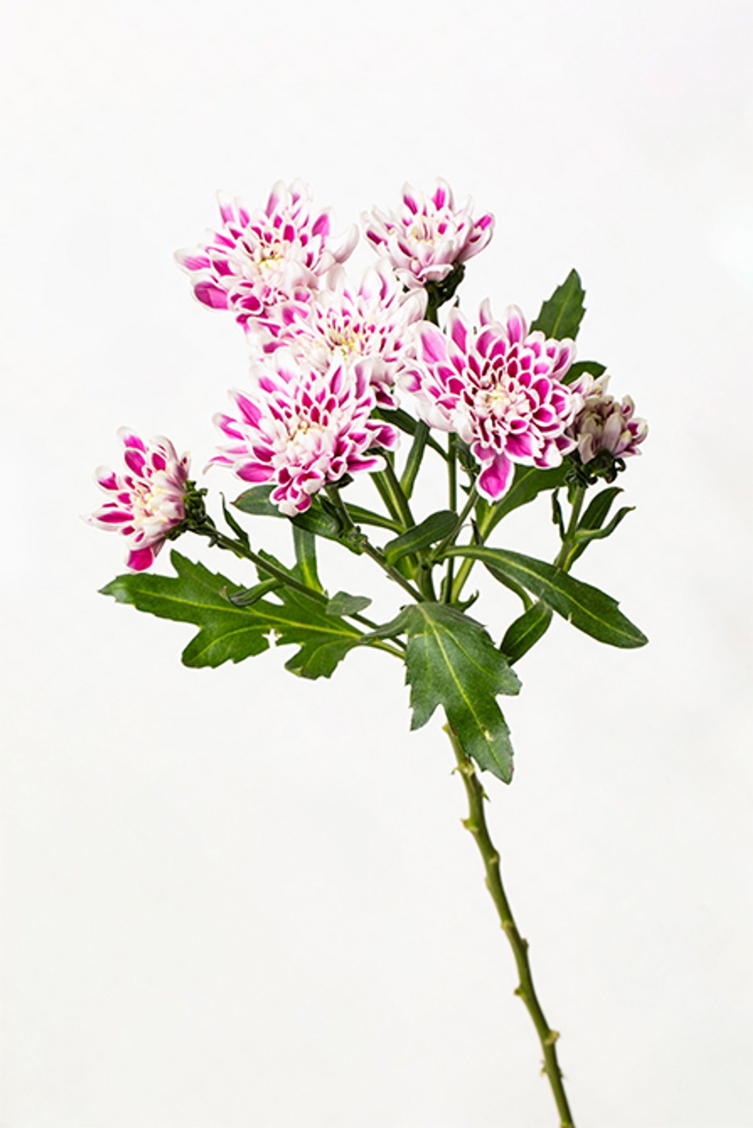 マム’デセオ’（スプレーマム）。枝先に小輪の花がいくつも咲き広がり、リースに軽やかさを添えています。