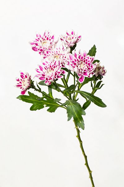 マム’デセオ’（スプレーマム）。枝先に小輪の花がいくつも咲き広がり、リースに軽やかさを添えています。