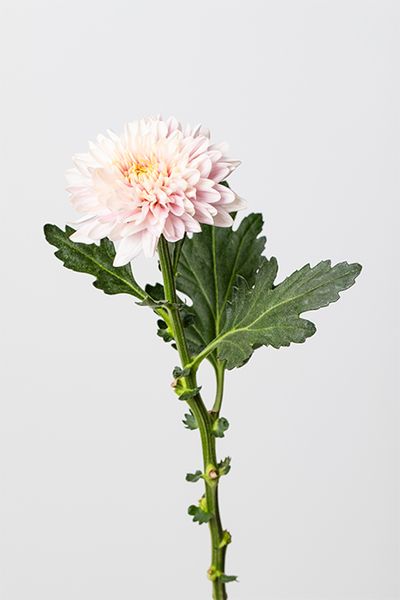 マム‘シャンパンピンク’。淡いシャンパンカラーにピンクを帯びた柔らかな花色。ニュアンスのある発色が、全体に上品さと明るさをプラス。