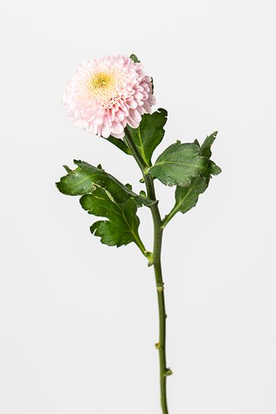 マム‘シャボン’。丸みを帯びた可愛らしい咲き姿で、リース全体に可憐さを添えます。