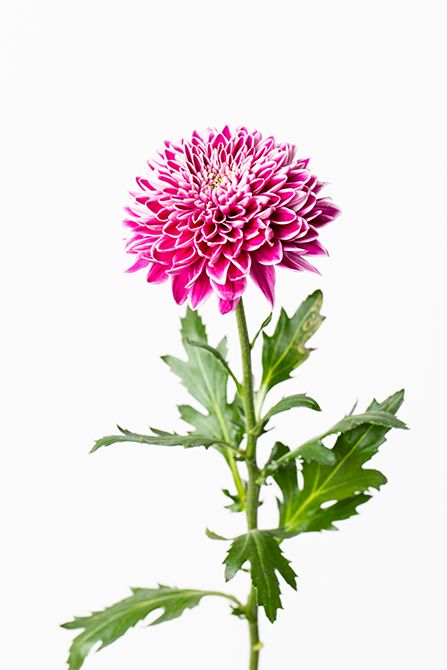 キク‘デセオ’。やわらかな花弁が幾重にも重なり、ニュアンスのある色合いが、リース全体を穏やかにまとめてくれます。