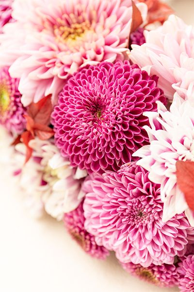 ピンクのマムを美しく組み合わせる。