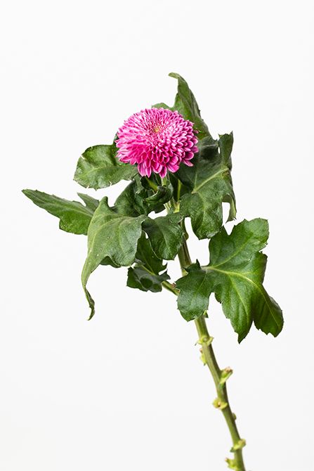 キク‘セイブルノパープル’。シックなパープル系のスプレーマム。落ち着いた秋のトーンを響かせ、リース全体を大人っぽく仕上げます。