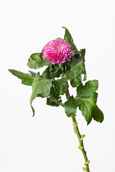 マム‘セイブルノパープル’（スプレーマム）。シックなパープル系で、落ち着いた秋のトーンを響かせ、リース全体を大人っぽく仕上げます。