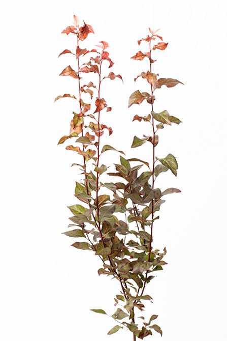 葉ベニス。シックな大人の雰囲気を漂わせるダークレッドの葉が特長。色とりどりのピンクの中に落ち着きを与えてくれます。