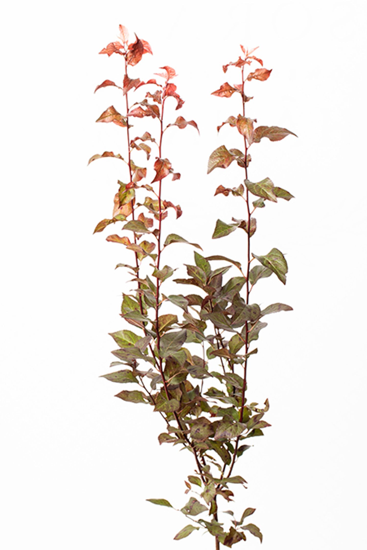 葉ベニス。シックな大人の雰囲気を漂わせるダークレッドの葉が特長。色とりどりのピンクの中に落ち着きを与えてくれます。