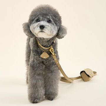 11月1日“犬の日”に贈りたい。愛犬への感謝と愛情を形にした「BERRY MARCH」の上質なギフトボックス〔プレゼントあり〕