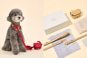 11月1日“犬の日”に贈りたい。愛犬への感謝と愛情を形にした「BERRY MARCH」の上質なギフトボックス〔プレゼントあり〕