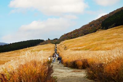 宿から車で約10分ほどのところにある「仙石原すすき草原」。黄金色のすすきの景色は圧巻で、全国から観光客が訪れるという。