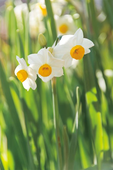 写真／mico（ピクスタ）