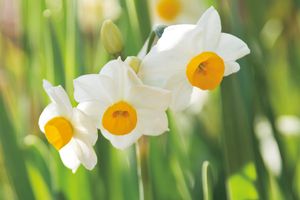 【季節の香りを聞く】11月の志野結びは水仙。時雨香（しぐれこう）の聞き方を学びます