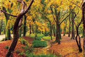 小山薫堂さんと学ぶ　人と自然が共存する、下鴨神社 糺（ただす）の森の教え