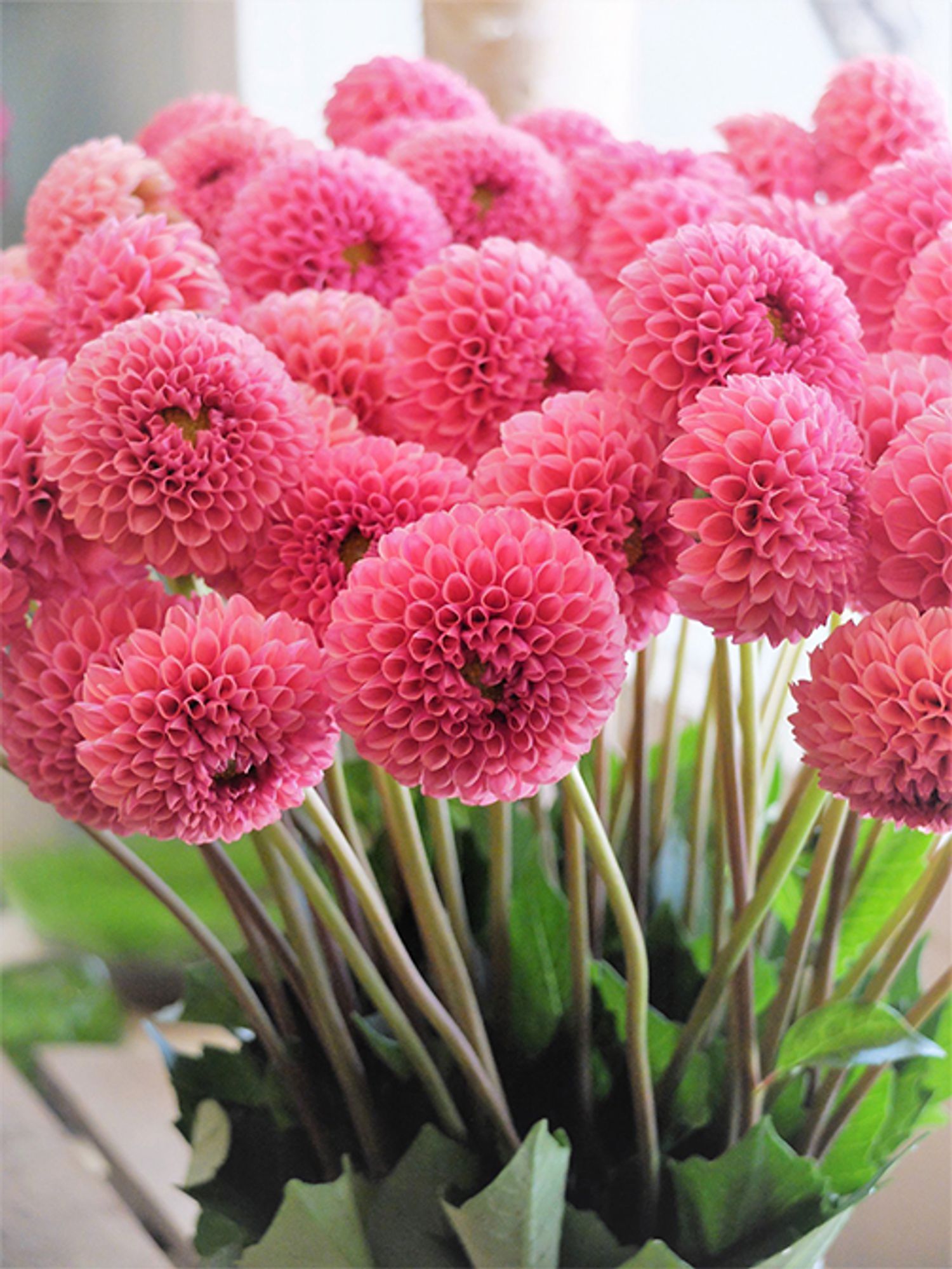 ポンポンダリアの‘サックルピンク’は、澄んだ花色と整った花姿がとてもきれい。小輪なので花合わせしやすく、この時期の贈り花によく利用しています。