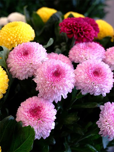 愛知県の「ジャパンフラワードリーム」さん生産のポンポンマム‘アビー’。花心に向けてピンクが濃くなるグラデーションがとてもきれい！ポンポンマムはサイズが小さめで花合わせがしやすく、贈り花でよく利用しています。