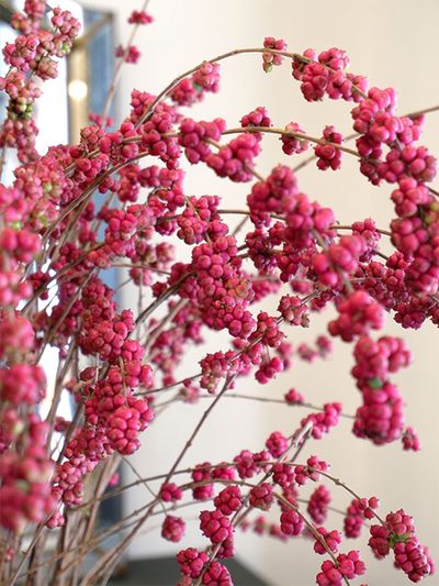 「JAながのみゆき」に所属する「梨元農園」さんが生産するシンフォリカルポス‘ワイルドゼロ’。一般的なシンフォリカルポスの実よりずっと小さいのですが、これだけ実が詰まってつくと圧巻のボリュームに。ムラサキシキブと似ていますが、枝がやわらかくしなりがきくので扱いやすいのも特長です。