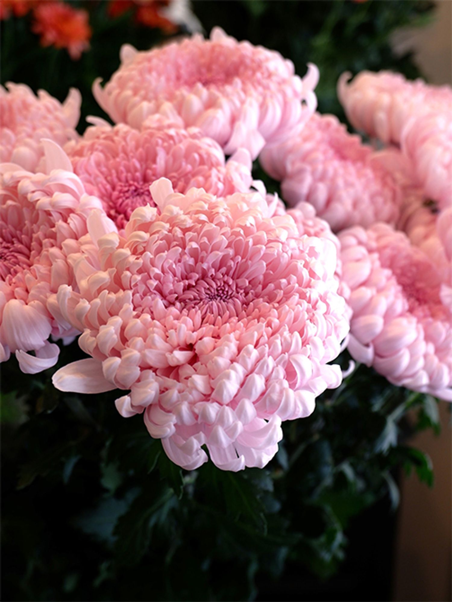 11月6日は「いいマムの日」。全国からさまざまな種類のマムが出荷されるので、この日の前後には豊富なラインナップから好みのマムを選ぶことができます。これは「JA信州諏訪」から届いた‘ララバイ’。デコラ咲きならではの花形の美しさに惚れ惚れ。