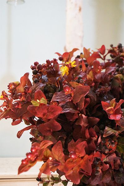 「JAながのみゆき」から届いた紅葉ヒペリカムの‘マジカルシーズンズ’。葉色のグラデーションが美しく、葉のもちも抜群です。葉に混じり、黄色の花や赤茶色の実もついていて、贈り花に豊かな表情を与えてくれます。‘マジカル’シリーズには微妙に葉色の異なるラインナップが揃っているので、この時期に頻繁に利用しています。