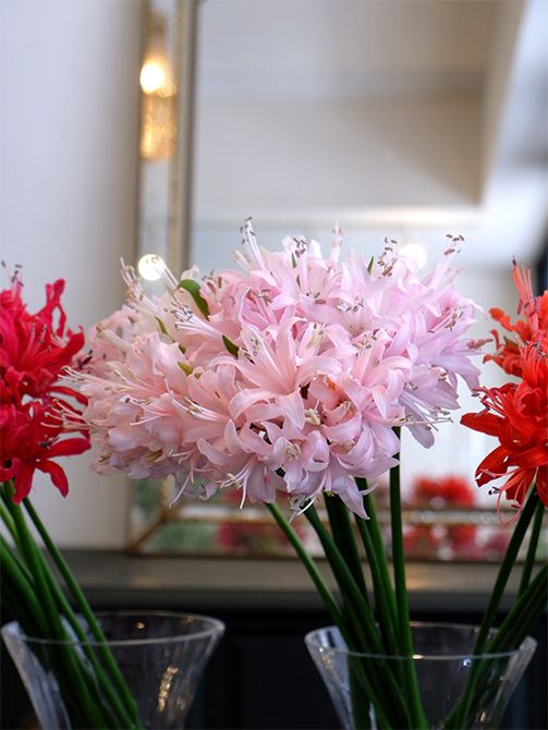 ダイヤモンドリリーといえば、東京都清瀬市の「横山園芸」さん。横山さんは生産者であると同時に育種家でもあり、ダイヤモンドリリーの品種を豊富に保有しています。こちらからオーダーしなくても、時期が来るとさまざまな花色をミックスして送ってくださいます。キラキラと輝く花弁の美しさはしばし見入ってしまうほど！