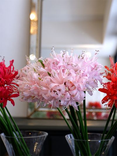 ダイヤモンドリリーといえば、東京都清瀬市の「横山園芸」さん。横山さんは生産者であると同時に育種家でもあり、ダイヤモンドリリーの品種を豊富に保有しています。こちらからオーダーしなくても、時期が来るとさまざまな花色をミックスして送ってくださいます。キラキラと輝く花弁の美しさはしばし見入ってしまうほど！