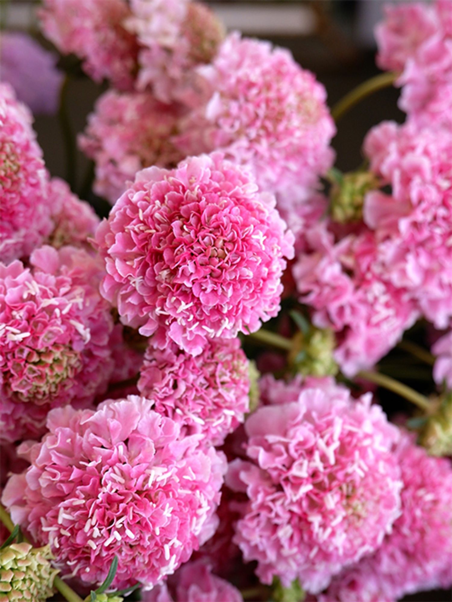 スカビオサの生産、育種の名手、長崎県雲仙市の「フラワーガーデン寺尾」さんのオリジナル品種‘ハルル’。数えきれないほど花びらの枚数が多いふりふりのスカビオサのなんてかわいらしいこと！秋〜冬にかけて、スカビオサも花色がのり、花サイズも大きくなります。スカビオサもピンクの品種が豊富にあるので、選び放題なのがうれしい！