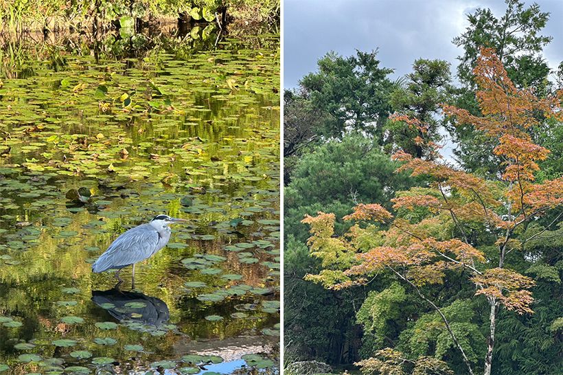 左・「鷺が少し寒そうに羽根を寄せているように見えました」と話す村雨さんの、優しい眼差しが映し出されたようなワンショット。右・寒暖差とともに紅葉が色づいてきた様子も、微細に移りゆく季節が感じられます。