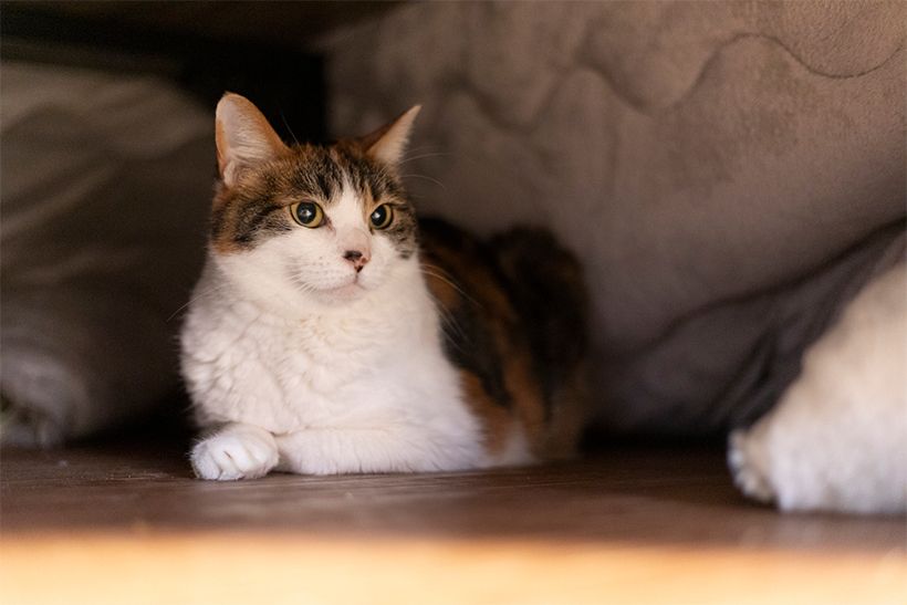 炬燵開きを誰よりも待ちかねているメちゃん。