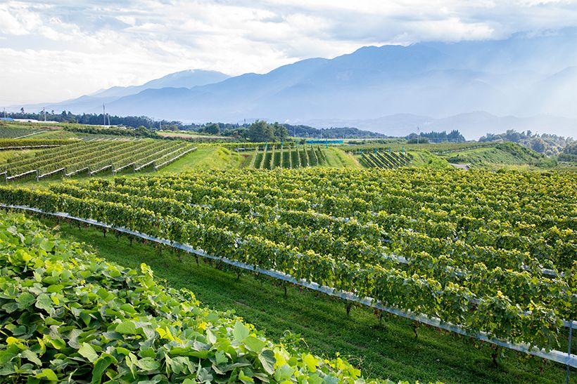 上から眺めた明野農場のぶどう畑。遠くに見える南アルプスが雨雲を遮り、晴れの日が多い。「海外の醸造家の方たちは、整然と管理された農場に驚かれます。これも“日本人らしいきめ細やかな手仕事”という意味で大切にしています」と三澤さん。