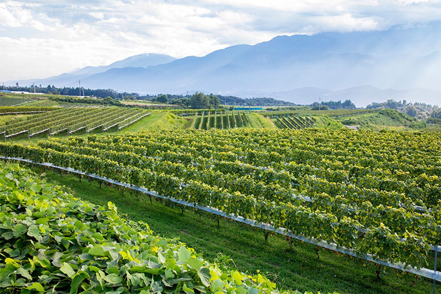 明野のぶどう畑。遠くに見える南アルプスが雨雲を遮り、晴れの日が多い。「海外の醸造家の方たちは、整然と管理された農場に驚かれます。これも“日本人らしいきめ細やかな手仕事”という意味で大切にしています」と三澤さん。