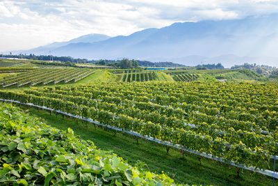 明野のぶどう畑。遠くに見える南アルプスが雨雲を遮り、晴れの日が多い。「海外の醸造家の方たちは、整然と管理された農場に驚かれます。これも“日本人らしいきめ細やかな手仕事”という意味で大切にしています」と三澤さん。