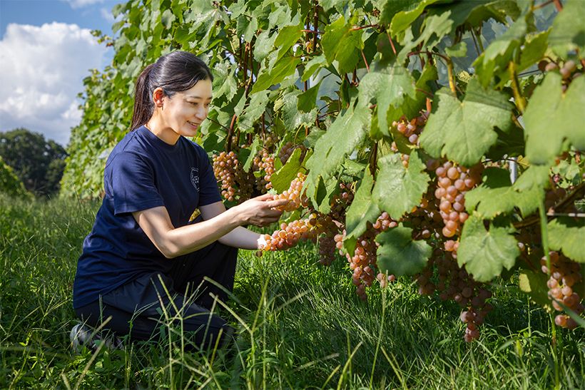 1923年創業の「中央葡萄酒」5代目取締役栽培醸造責任者。フランス・ボルドー大学醸造学部DUADを卒業したのち、フランス醸造栽培上級技術者の資格を取得。著書に、『日本のワインで奇跡を起こす 山梨のブドウ「甲州」が世界の頂点をつかむまで』（父の三澤茂計さんと共著。ダイヤモンド社）がある。写真は、北杜市明野の農場にて、収穫前の甲州の房の周りの葉を摘む作業をする三澤さん。