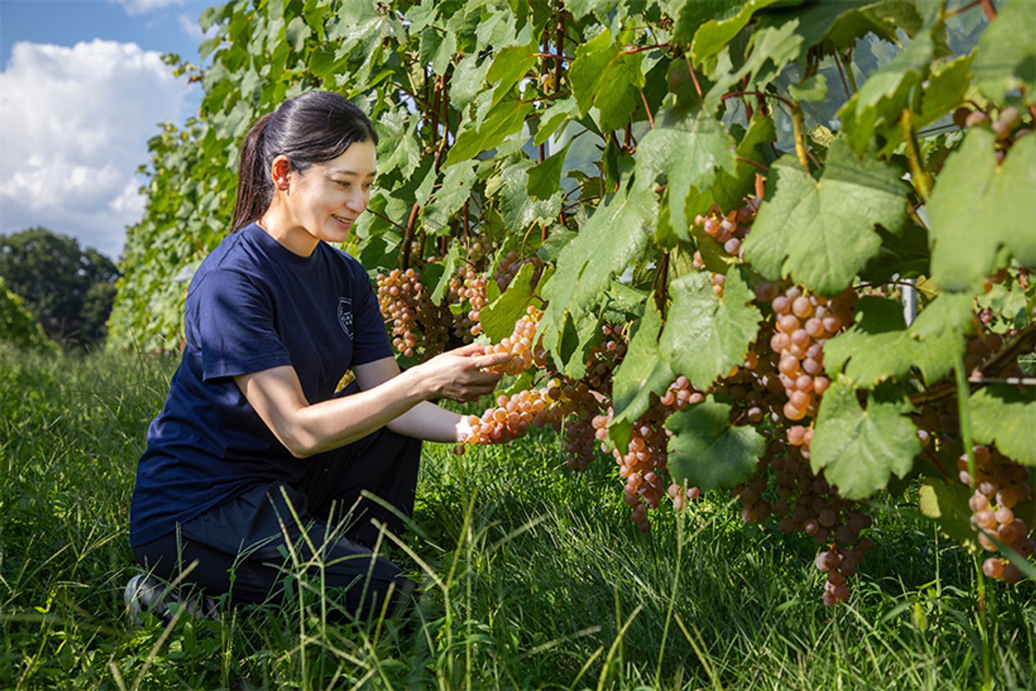 1923年創業の「中央葡萄酒」5代目取締役栽培醸造責任者。フランス・ボルドー大学醸造学部を卒業したのち、フランス醸造栽培上級技術者の資格を取得。著書に、『日本のワインで奇跡を起こす 山梨のブドウ「甲州」が世界の頂点をつかむまで』（父の三澤茂計さんと共著。ダイヤモンド社）がある。写真は、北杜市明野の農場にて、収穫前の甲州の房の周りの葉を摘む作業をする三澤さん。