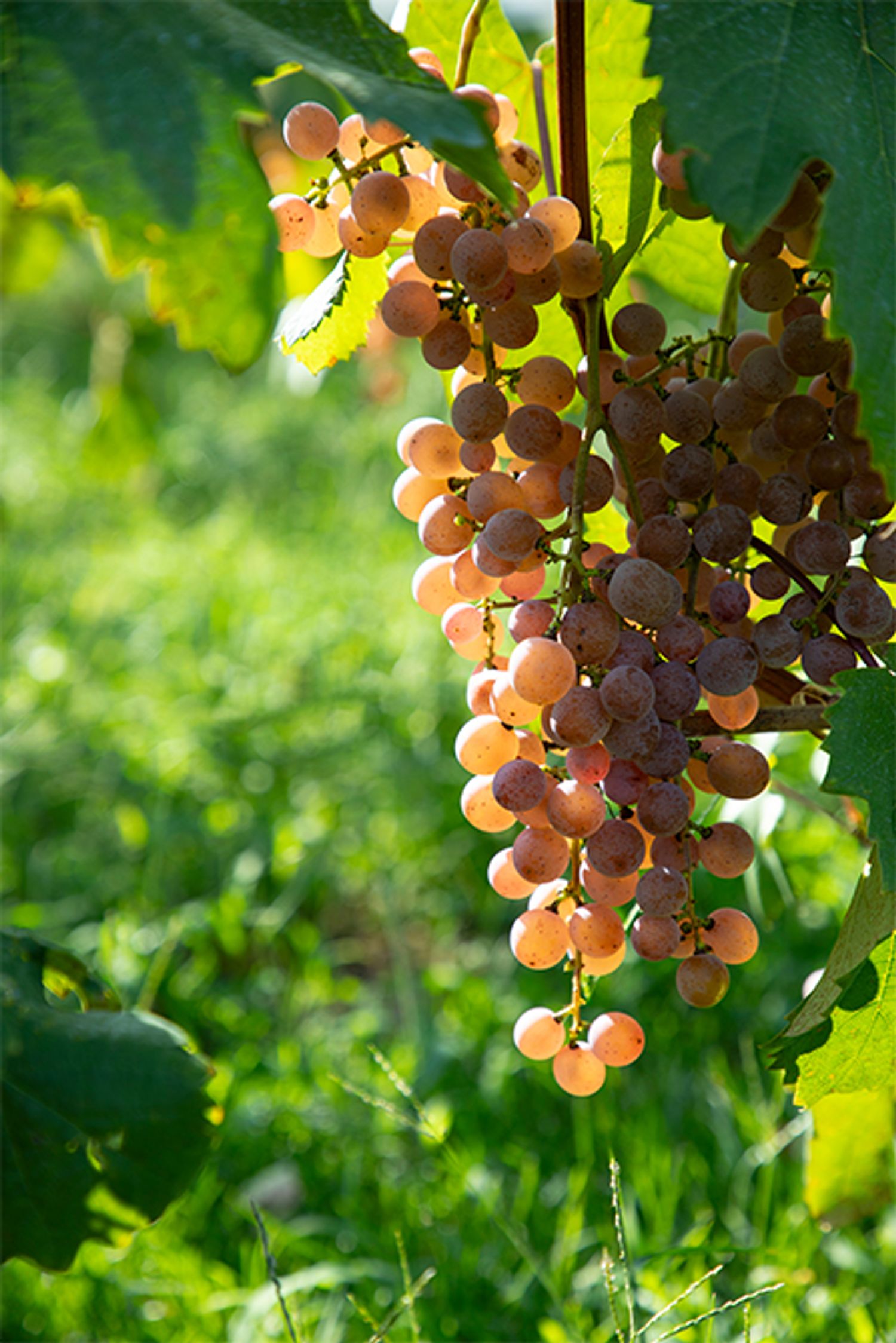 収穫を待つ、明野農場の甲州。美しく透き通るように輝くぶどうは、畑の宝石のよう。垣根式で育てられた甲州は、伝統的な棚栽培よりも日光に当たりやすく、比較的小さな粒でありながら高い糖度がある。