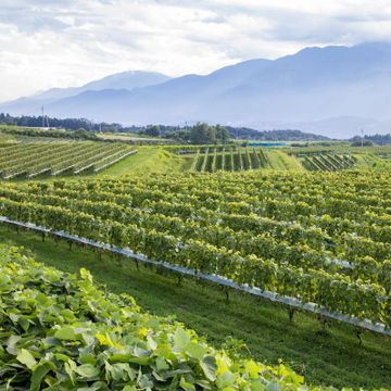 【美と美味の国・山梨へ】 第5回 土壌と伝統が紡ぐ、山梨ワインの魅力をたずねて