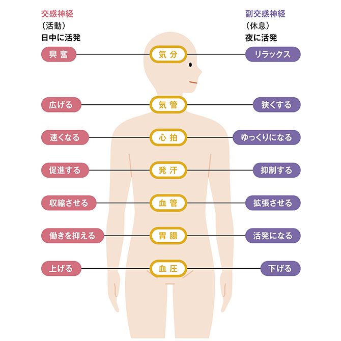 自律神経の働き