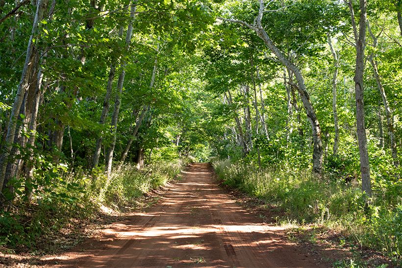プリンス・エドワード島は赤土の砂岩で形成されているため、物語の中でも赤土の道がよく登場する。