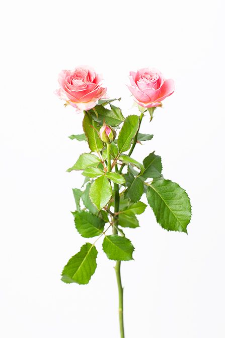 スプレーバラ‘グレースサラ’。1本の茎に複数の花を咲かせるスプレータイプ。小ぶりでありながら花びらの重なりが美しく、リースではメイン花材を引き立てる役割も。