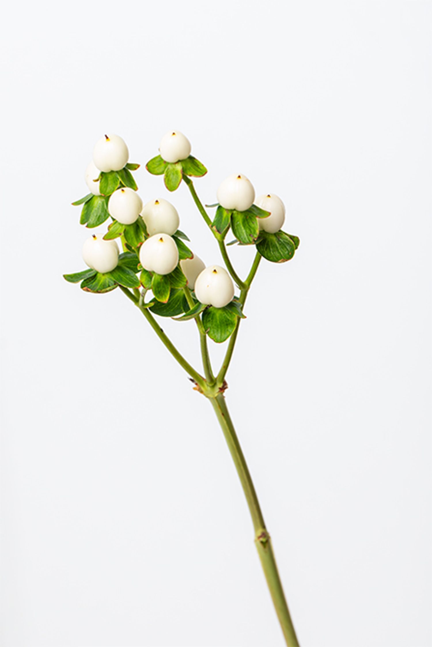 ヒペリカム‘ココウノ’。白い実が可憐な雰囲気を醸し出します。葉を取り除いて実のみを使うことで、夏の鮮やかさを避け、秋冬の静けさ演出。