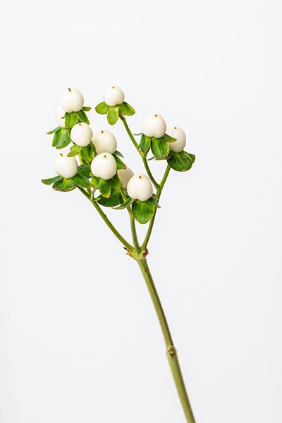 ヒペリカム‘ココウノ’。白い実が可憐な雰囲気を醸し出します。葉を取り除いて実のみを使うことで、夏の鮮やかさを避け、秋冬の静けさ演出。