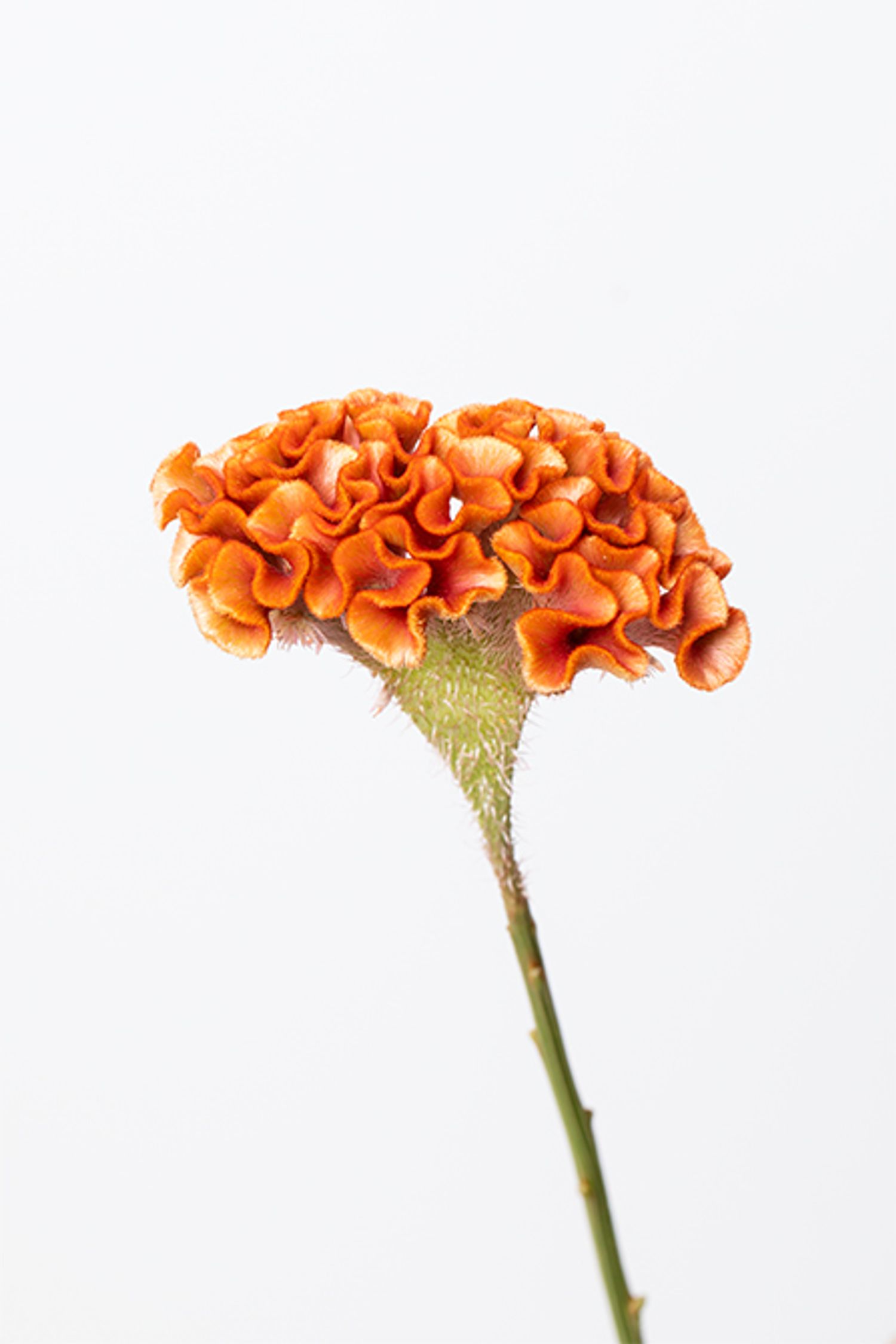 ボンベイケイトウ ‘クリスティブラウン’。ビロードのような質感と波打つ花姿が魅力。厚みのある花びらとシックな色合いがリース全体に温かみを与えてくれます。