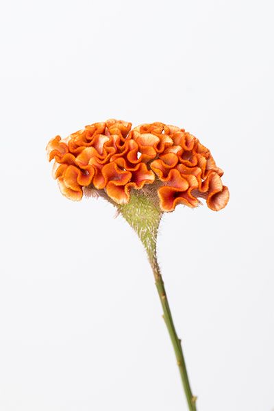 ボンベイケイトウ ‘クリスティブラウン’。ビロードのような質感と波打つ花姿が魅力。厚みのある花びらとシックな色合いがリース全体に温かみを与えてくれます。