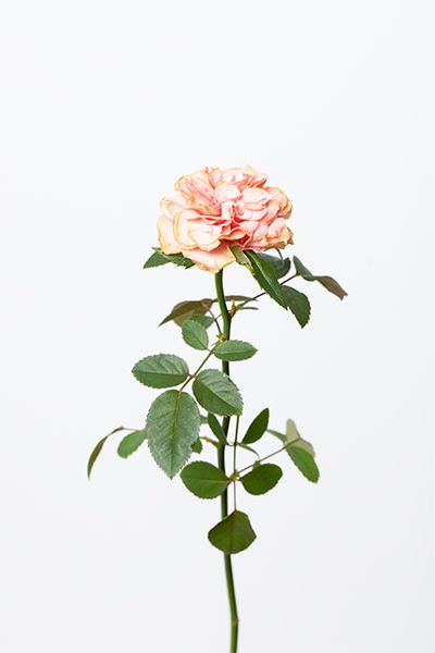 バラ‘ラ ロック’。くしゅっとした花形が印象的なアンティークトーンのバラ。落ち着いたベージュ系カラーがリース全体に深みと厚みを与えてくれます。