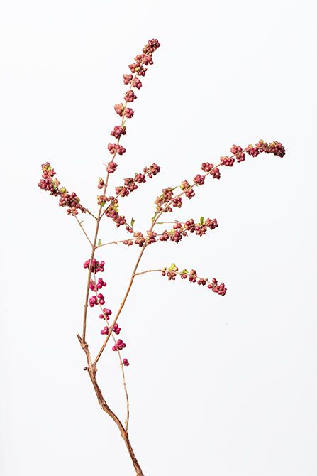 シンフォリカルポス。淡い紫の実をつける、北米原産の落葉低木。丸くマットな実の質感が特徴で、秋の実りを象徴する存在。戸部さんが「ぶどうのようで可愛い」と語るように、リースの中心に静かな豊かさを添えています。