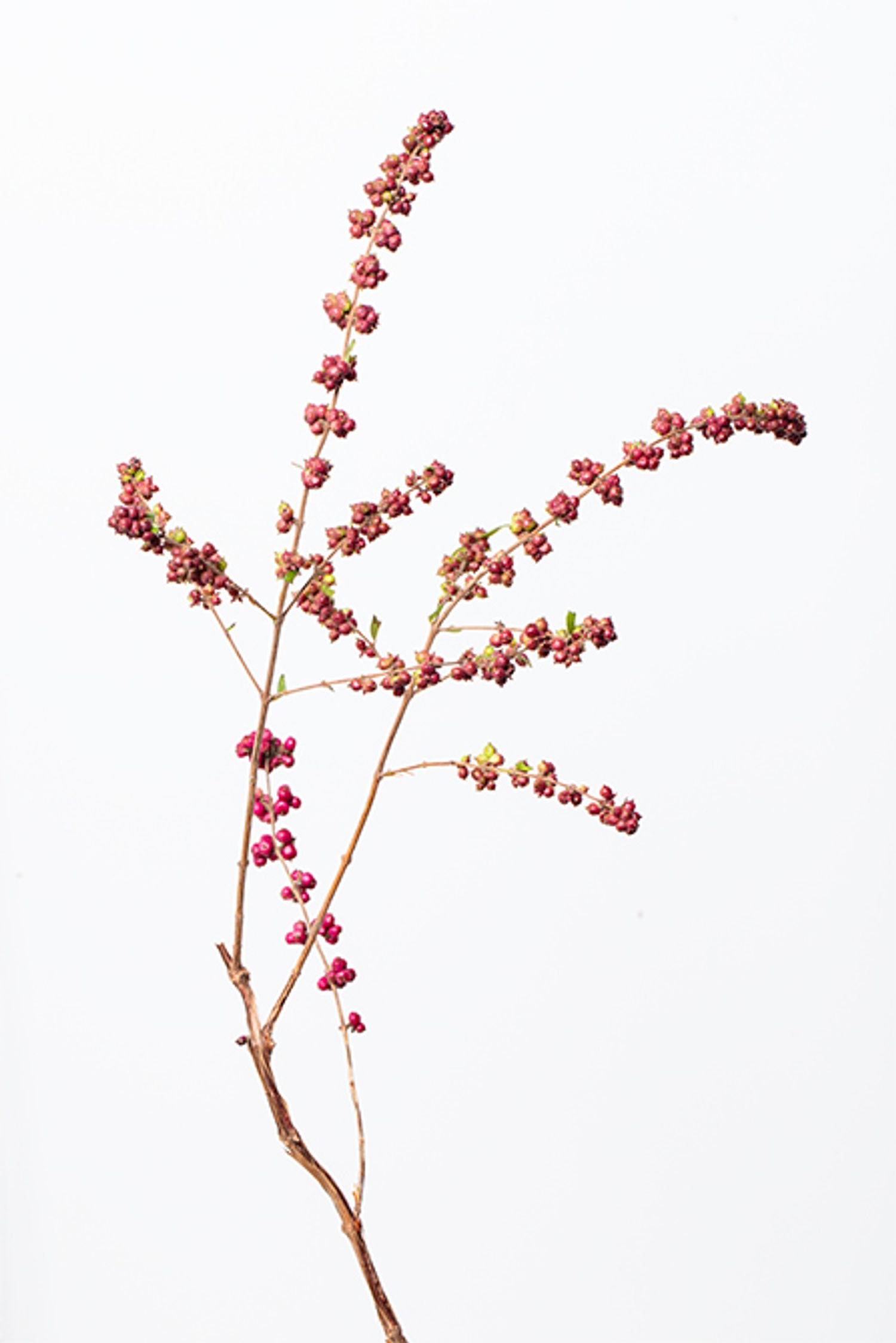 シンフォリカルポス。淡い紫の実をつける、北米原産の落葉低木。丸くマットな実の質感が特徴で、秋の実りを象徴する存在。戸部さんが「ぶどうのようで可愛い」と語るように、リースの中心に静かな豊かさを添えています。