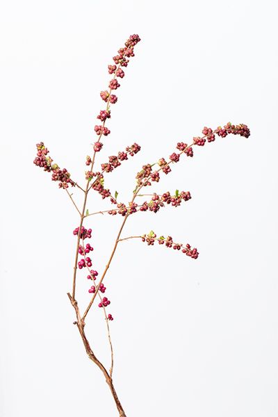 シンフォリカルポス。淡い紫の実をつける、北米原産の落葉低木。丸くマットな実の質感が特徴で、秋の実りを象徴する存在。戸部さんが「ぶどうのようで可愛い」と語るように、リースの中心に静かな豊かさを添えています。