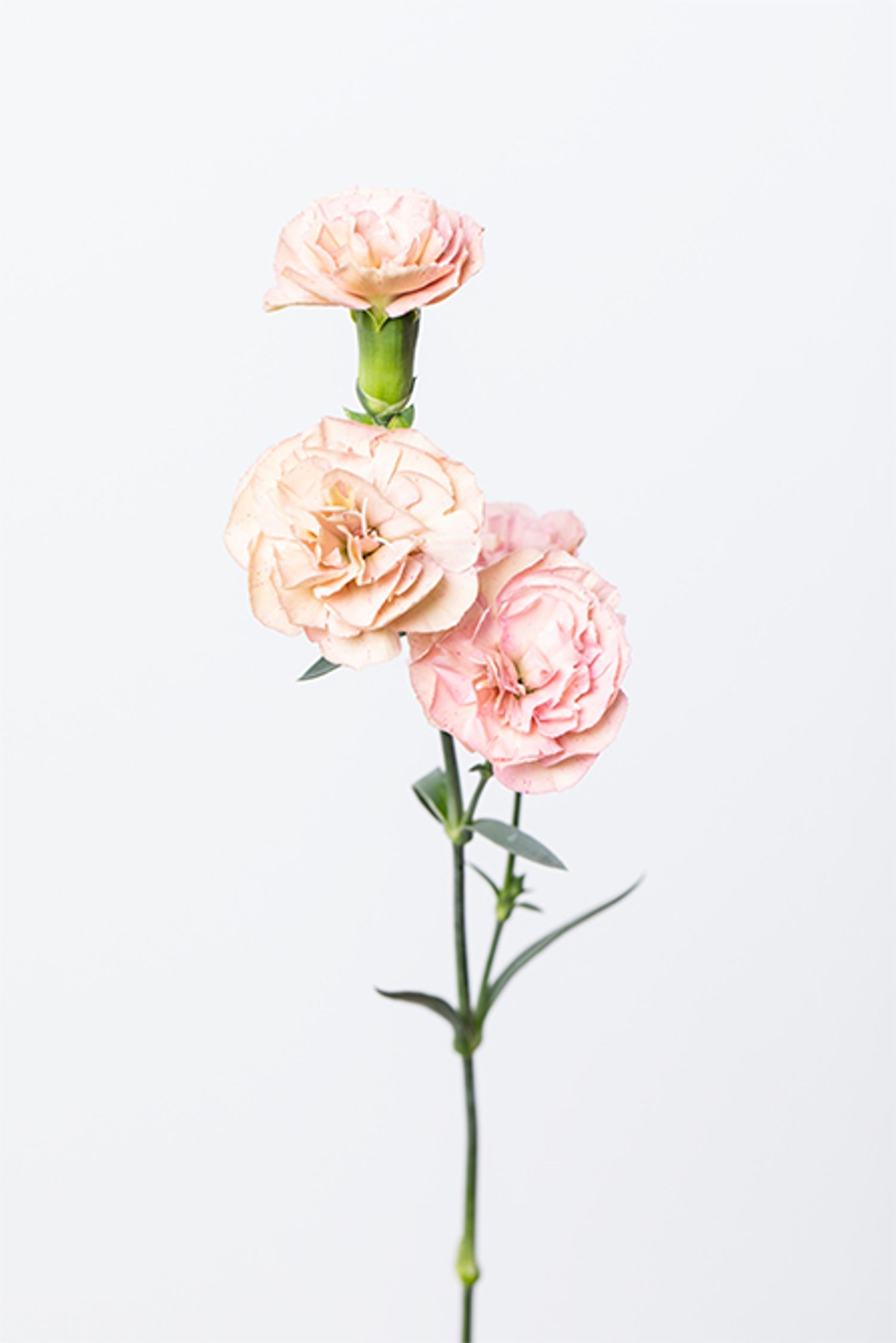 スプレーカーネーション‘モカスイート’。 上品な淡いベージュが特長。カーネーション特有の細やかな花弁が立体感と華やかさをプラス。