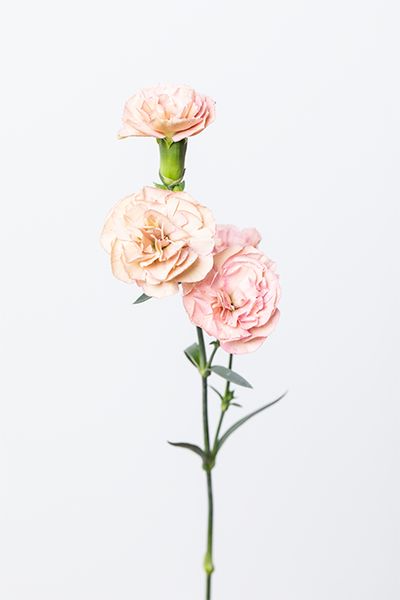 スプレーカーネーション‘モカスイート’。 上品な淡いベージュが特長。カーネーション特有の細やかな花弁が立体感と華やかさをプラス。