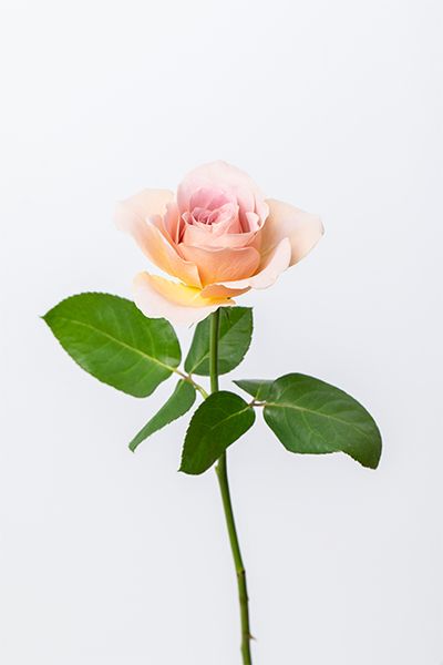 バラ‘カフェラテ’。ミルクティーのようなまろやかなベージュピンクが特長。花弁の内側にピンクが差し、優しいグラデーションを描きます。