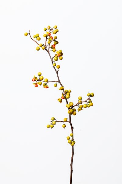 ツルウメモドキ。ツル性の落葉樹。他の植物に巻き付いて、高さ5mほどまでよじ登るのが特長。美しい実をつけるため、生け花やリースなどに用いられることも多い。